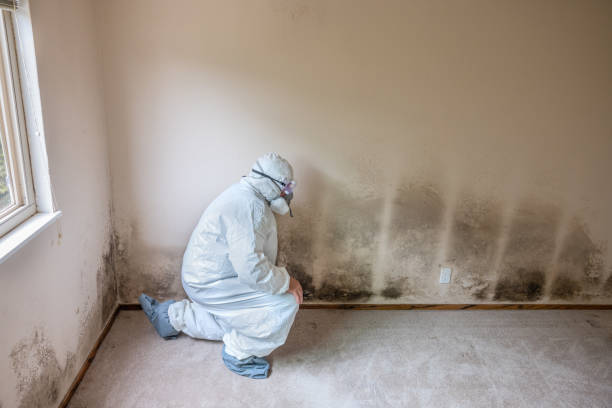 Trusted Hoopers Creek, NC Mold Remediation Experts